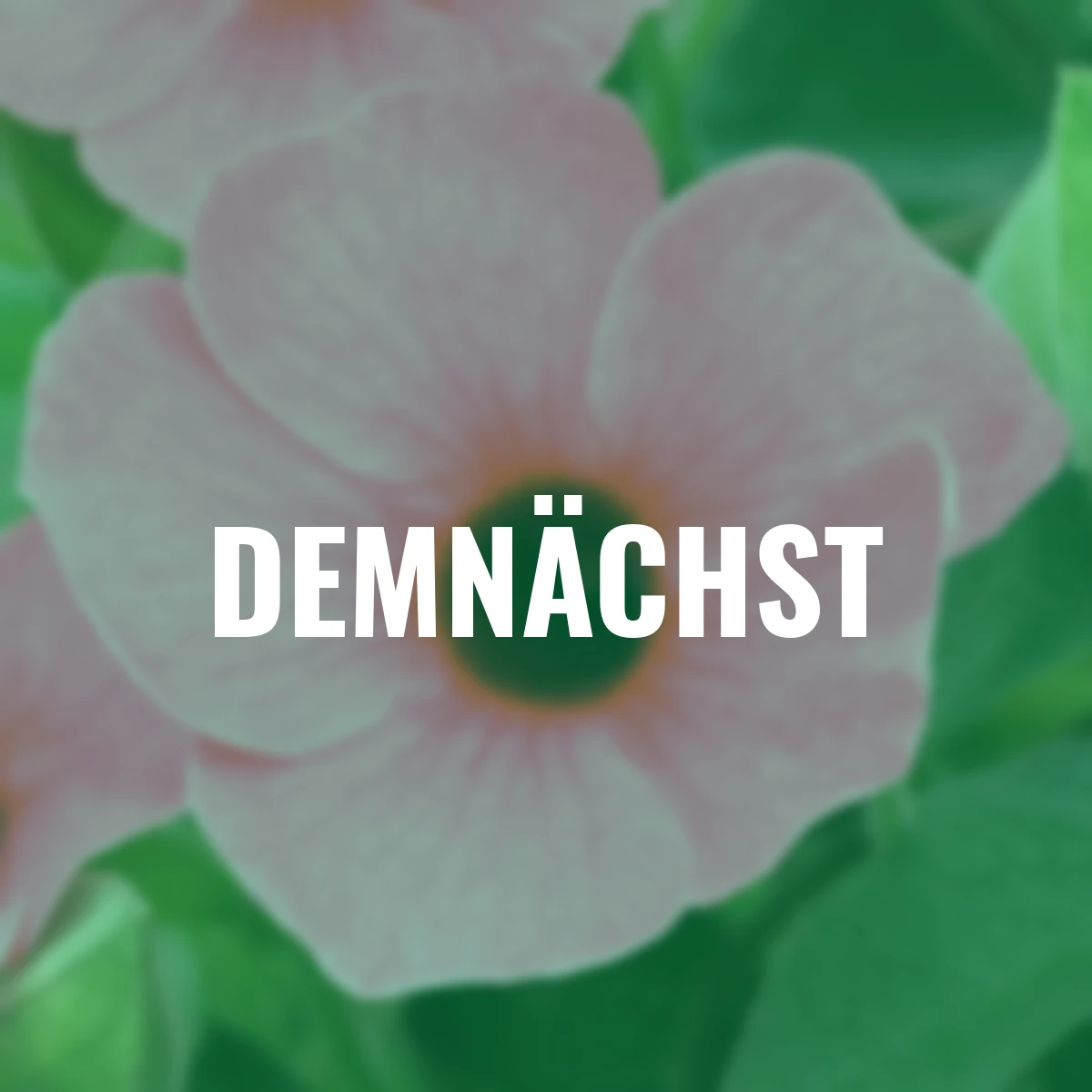 Schwarzäugige Susanne, pink