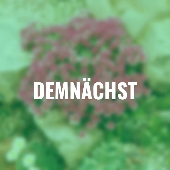 Roter Polstersteinbrech