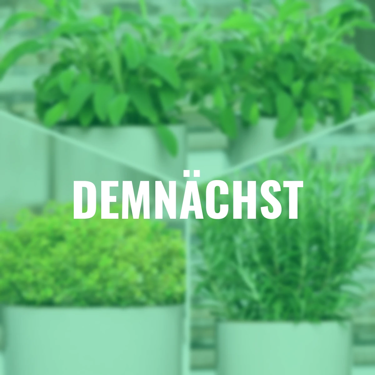 Eataliano Premium Kräuter-Set