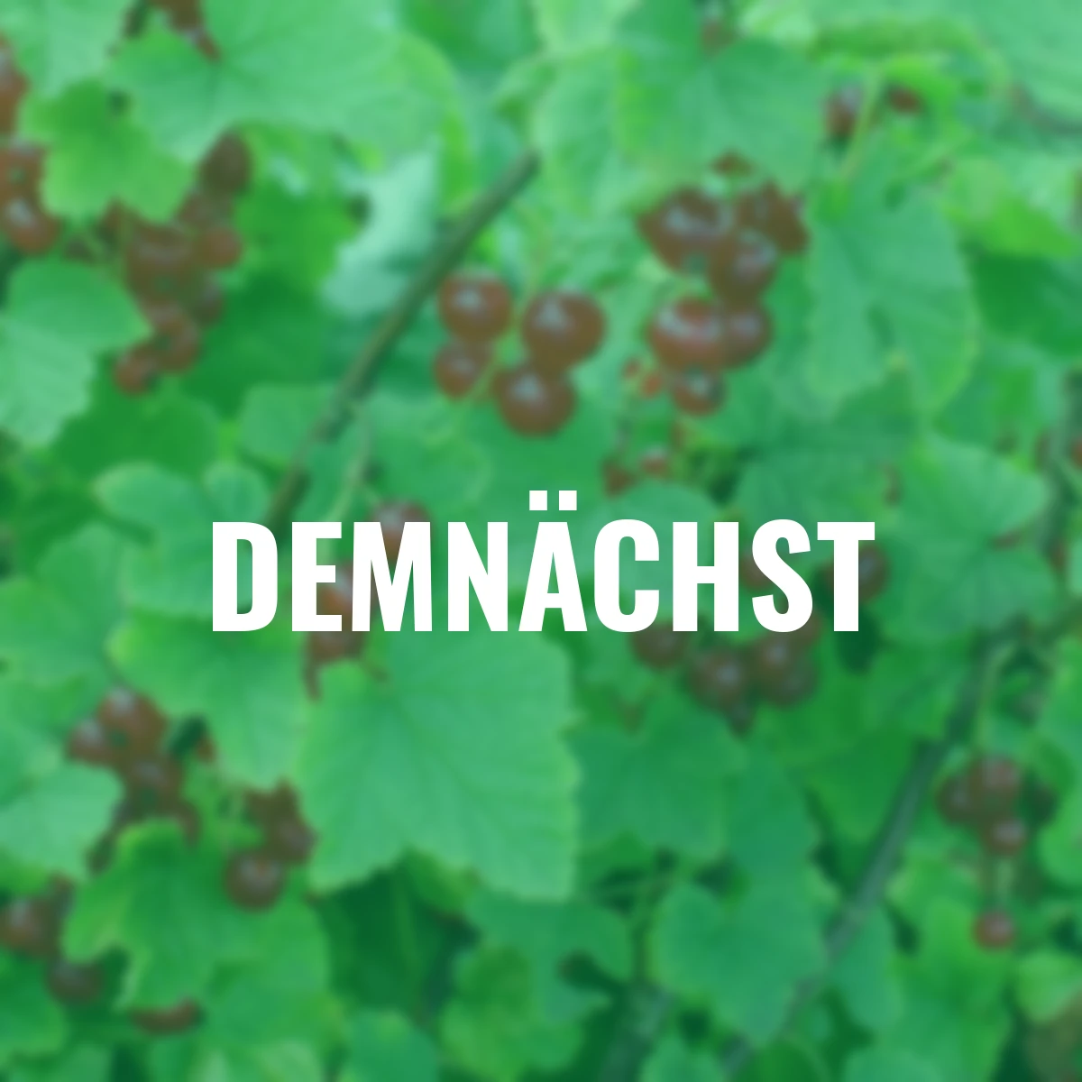 Rote Johannisbeere Jonkheer van Tets