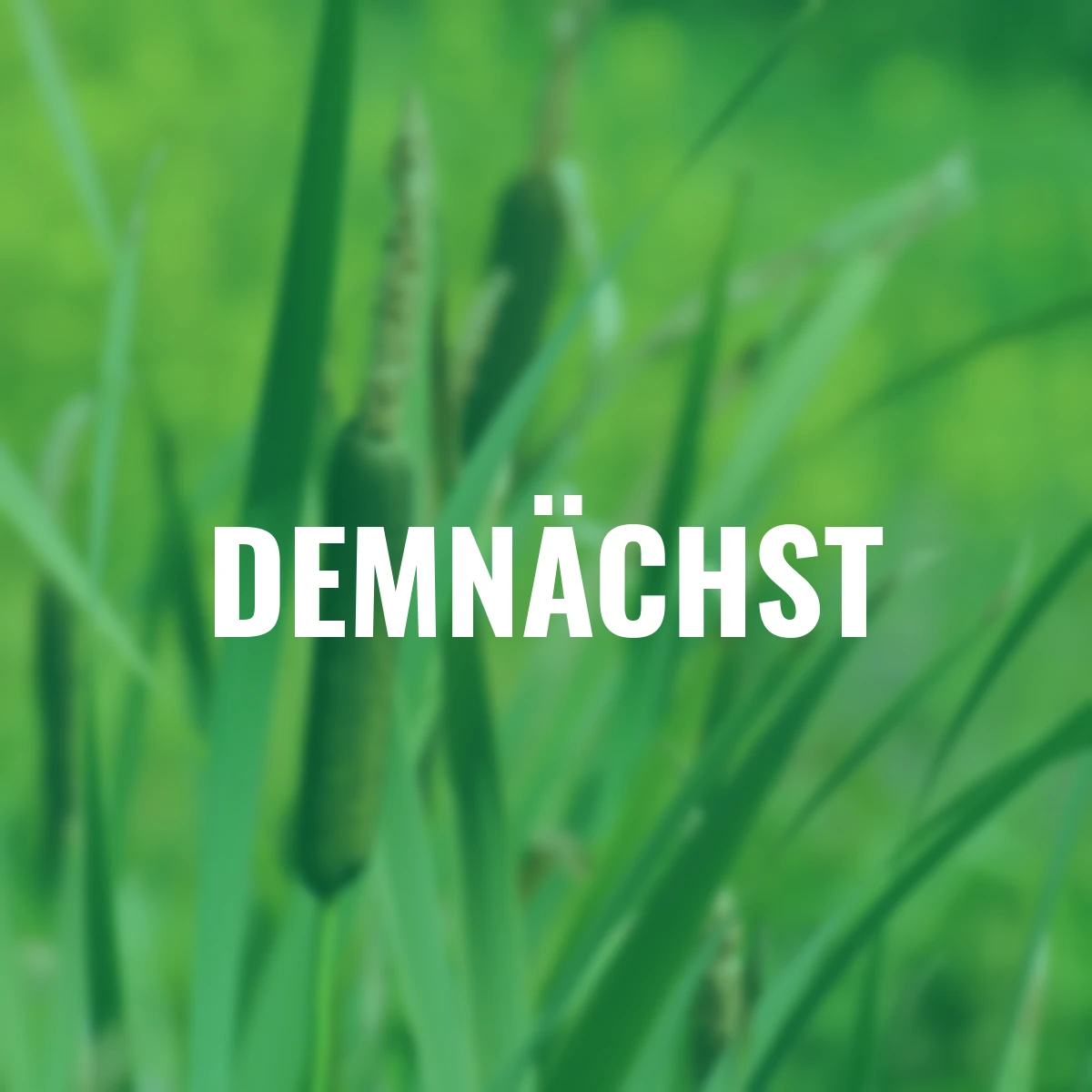 Schmalblättriger Rohrkolben, im ca. 9 cm-Topf