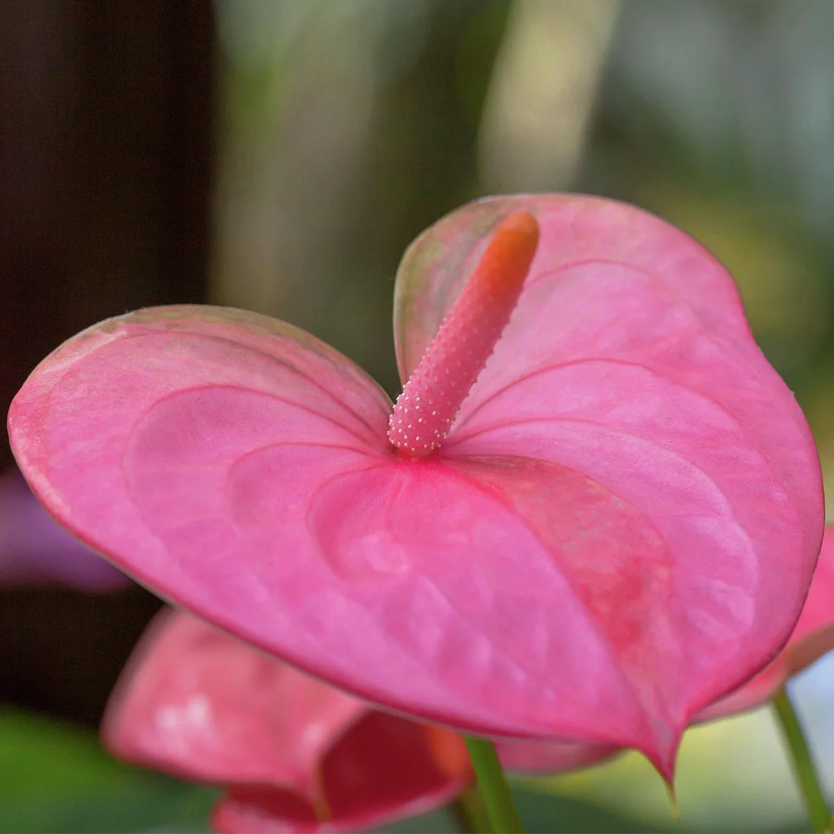 Rosa Flamingoblume, im ca. 10 cm-Topf
