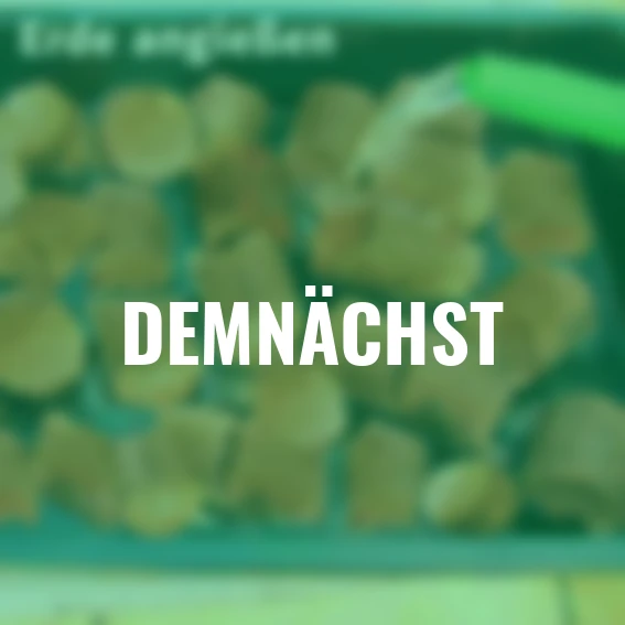 Pilzkultur-Set Braunkappe