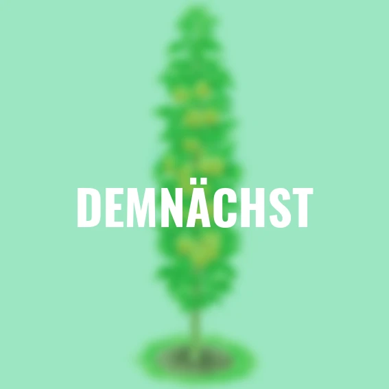 Säulen-Apfel Ananasrenette