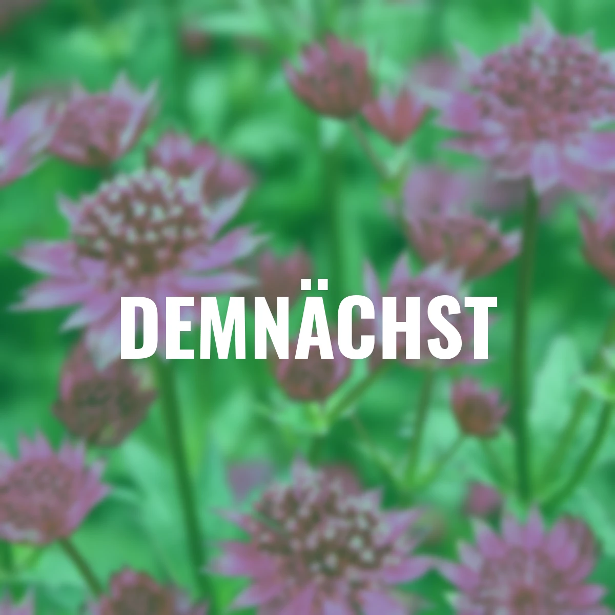 Große Sterndolde Pink Joyce