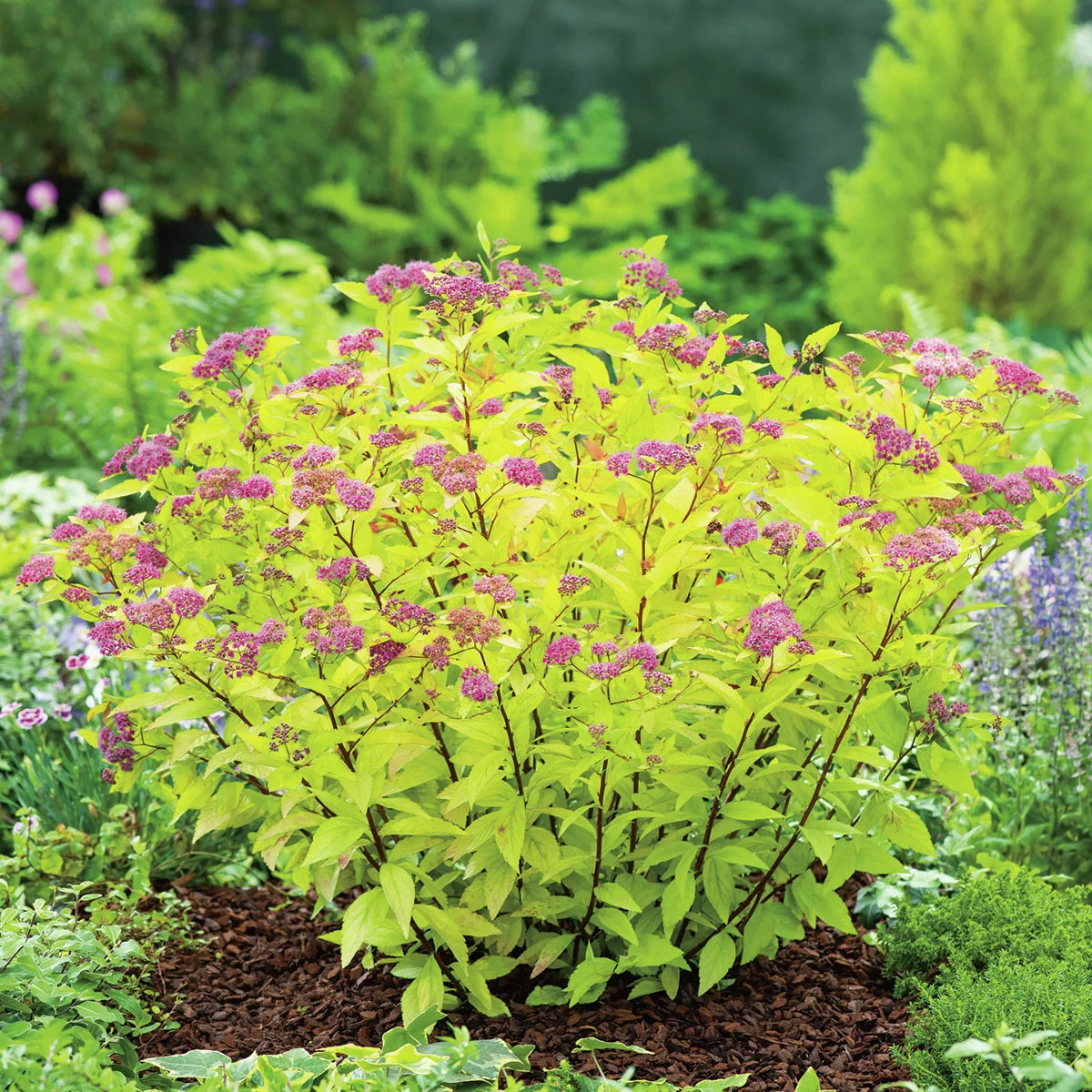 Sommerspiere Firelight