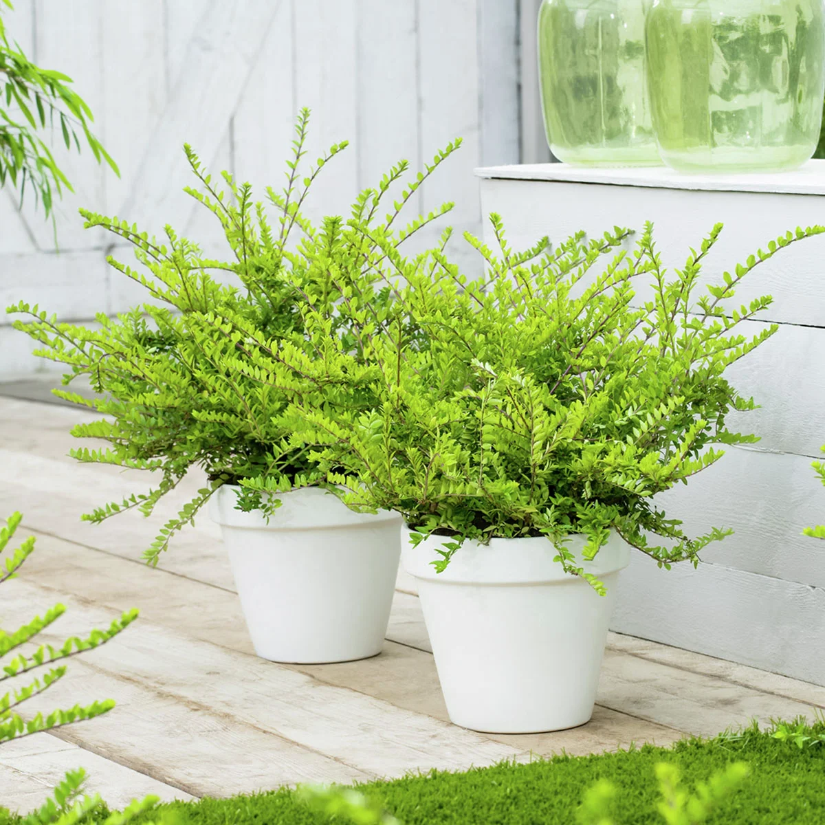 Heckenmyrte Maigrün, im ca. 9 cm-Topf