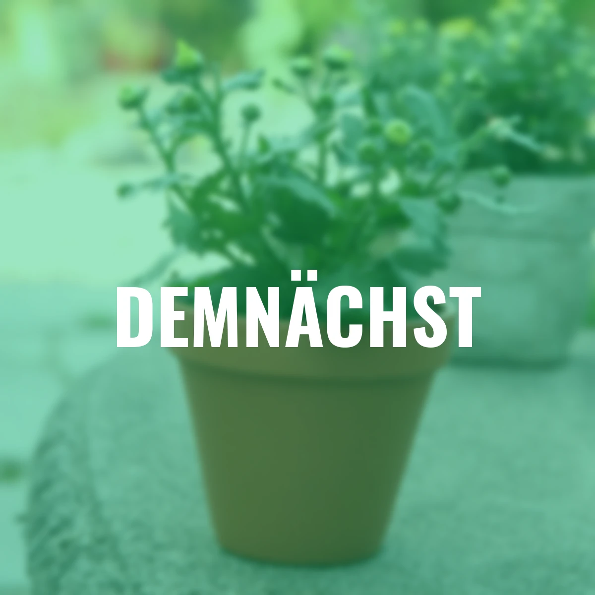 Herbst-Chrysantheme, gelb