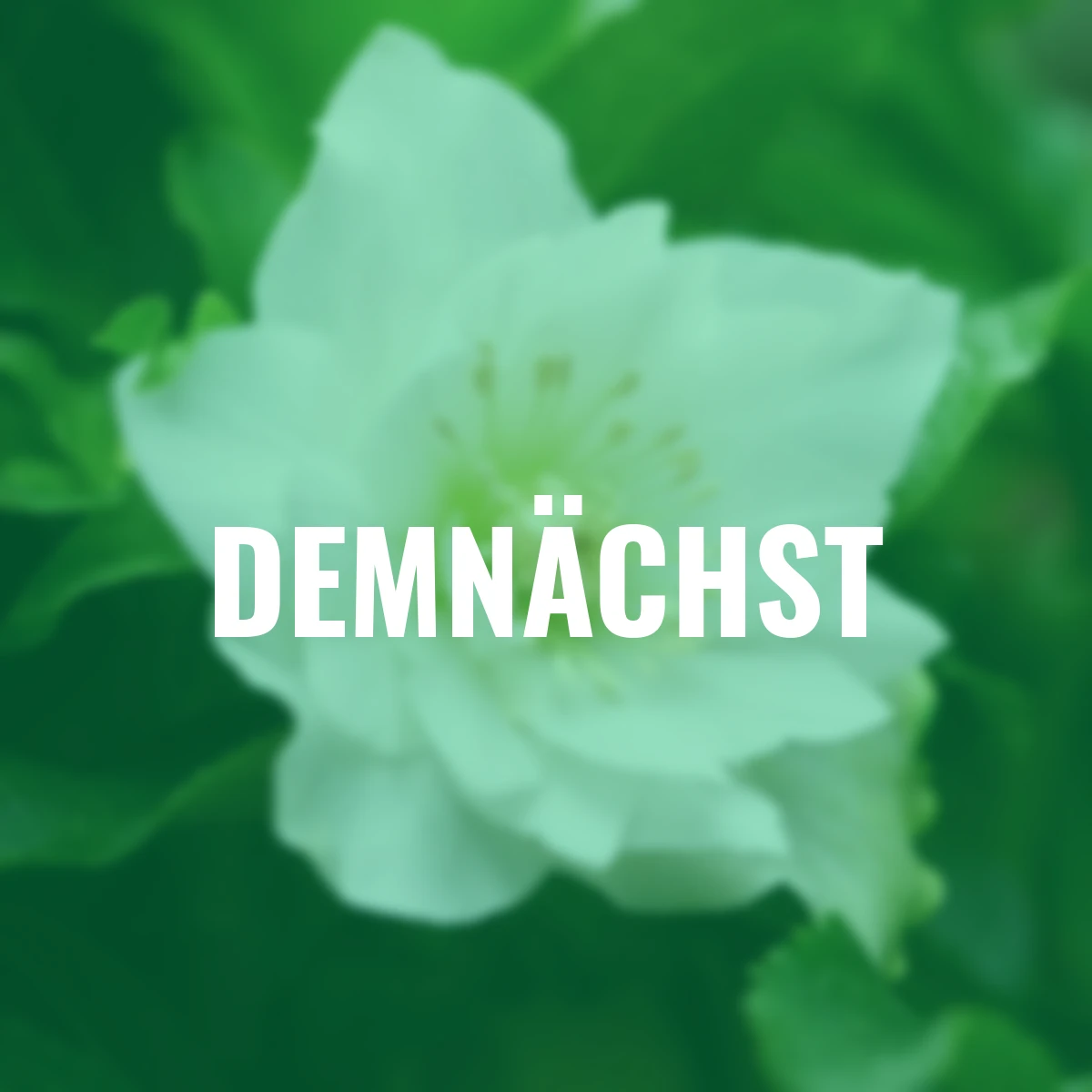 Lenzrose ViV Amalia, Höhe ca. 20-25 cm