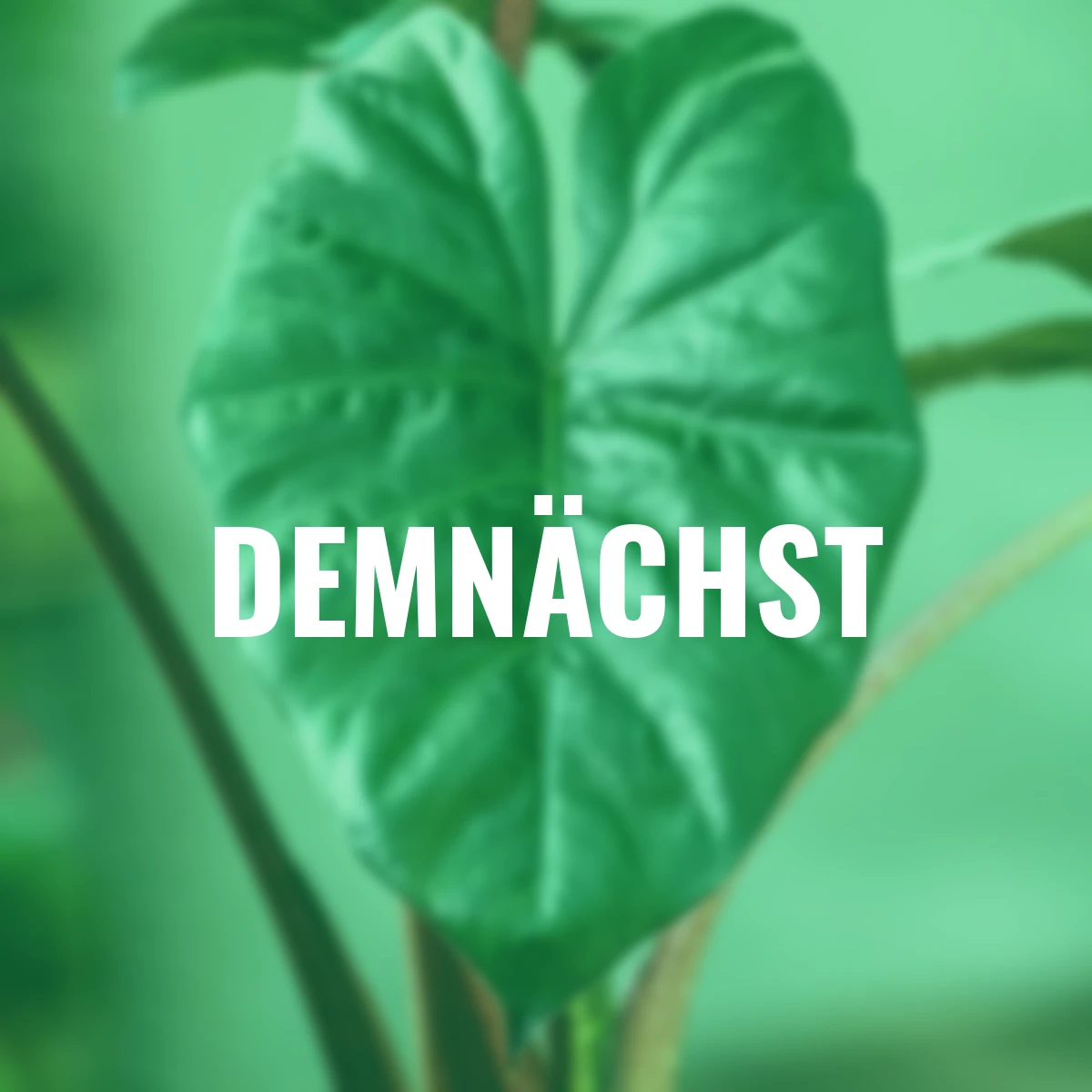 Elefantenohr Yucatan Princess, Höhe ca. 70-80 cm