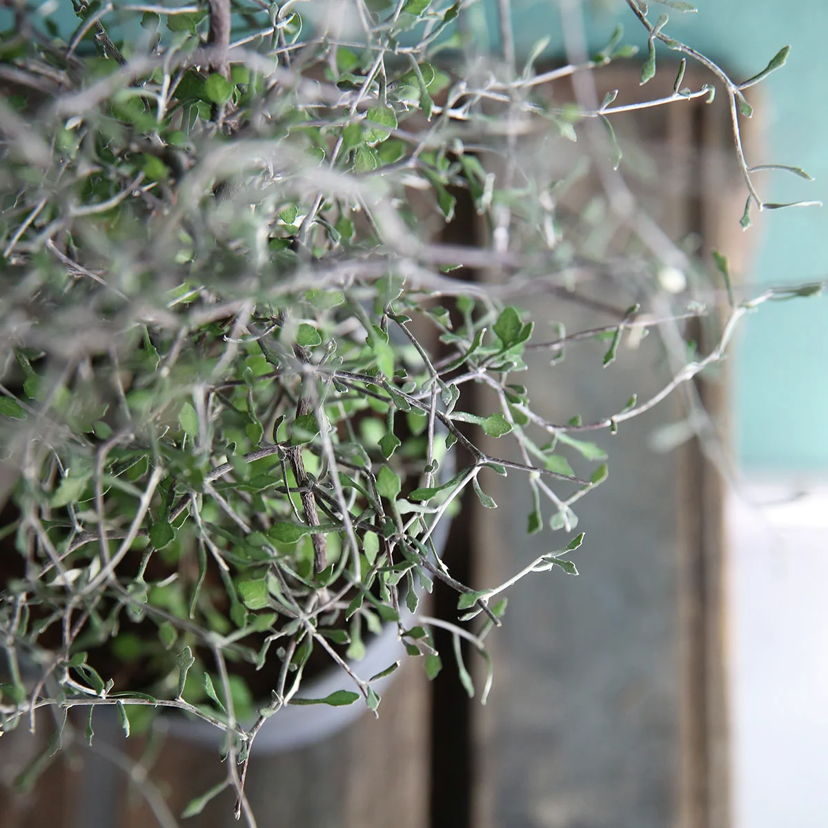 Zickzackstrauch, Höhe ca. 20-30 cm