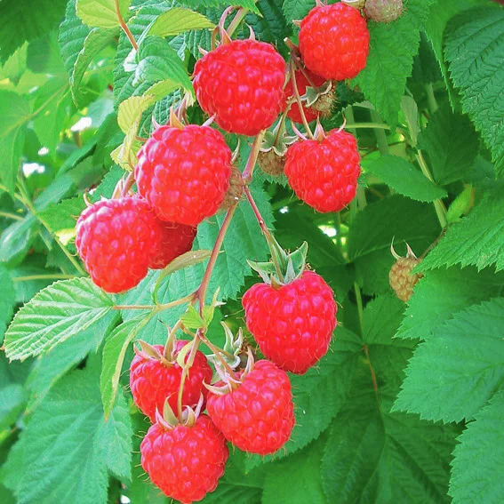 Kinder-Himbeere Glen Ample