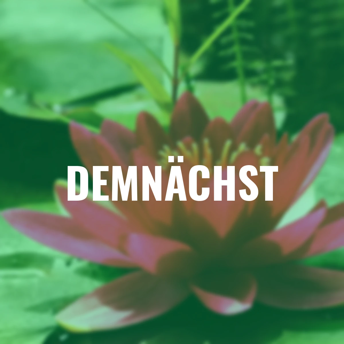 Seerose James Brydon, rot