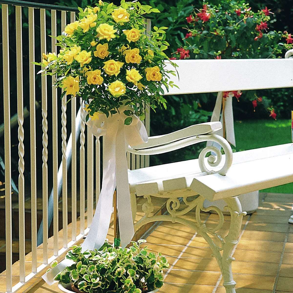 Gelbes Rosen-Stämmchen, Höhe ca. 70 cm