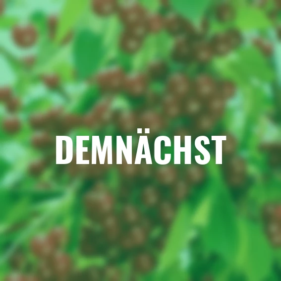 Säulen-Sauerkirsche Maynard®