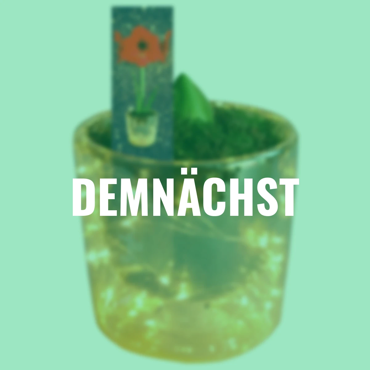 Amaryllis-Set: Amaryllis, Acrylglas-Vase, Moos, LED-Lichterkette, mit Batterien