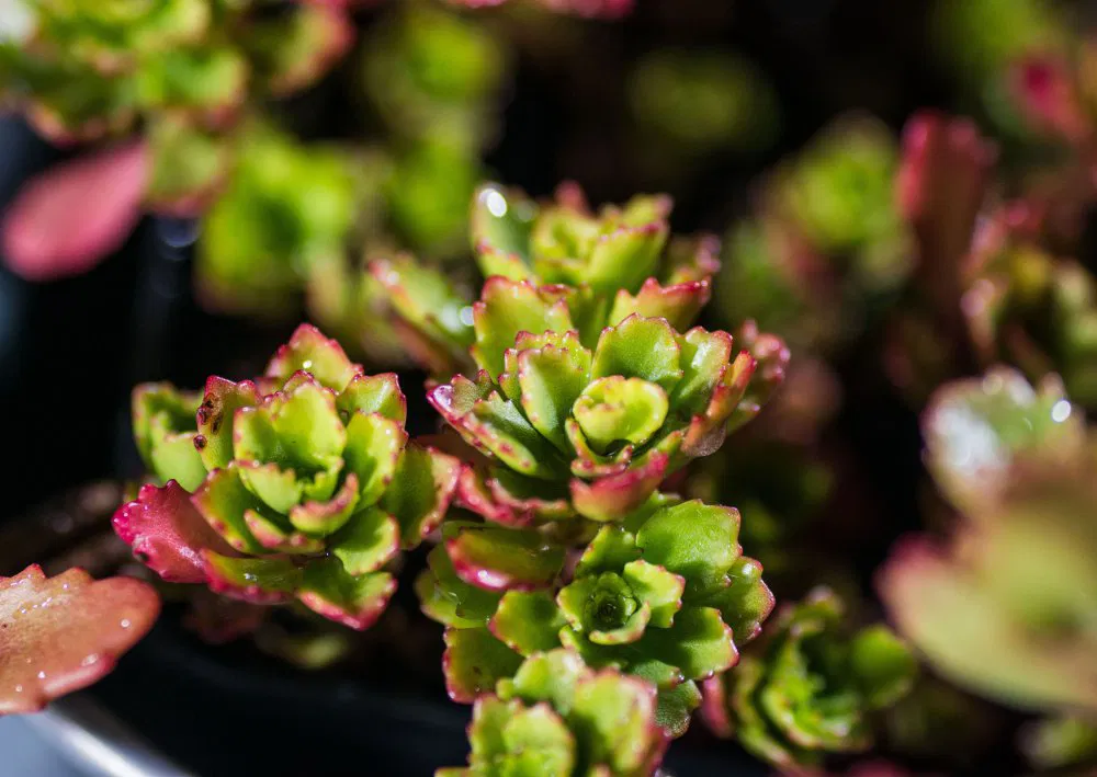 Immergrünes Fettblatt Immergrünchen