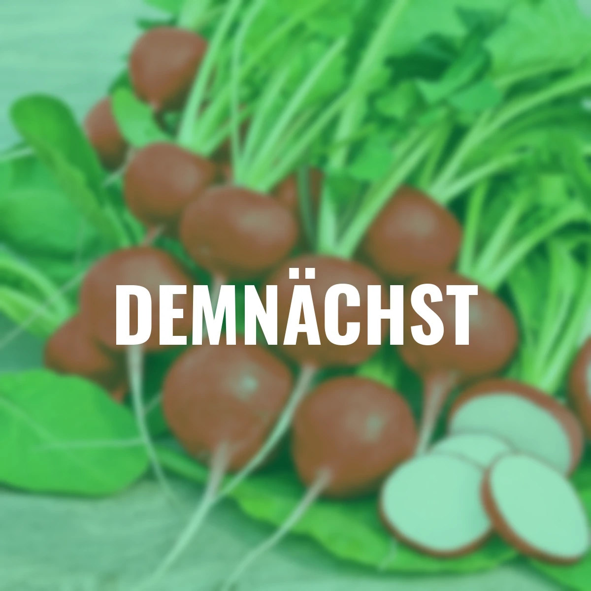 Saatgut-Holzbox Hochbeet, 8 Saatgut-Sorten