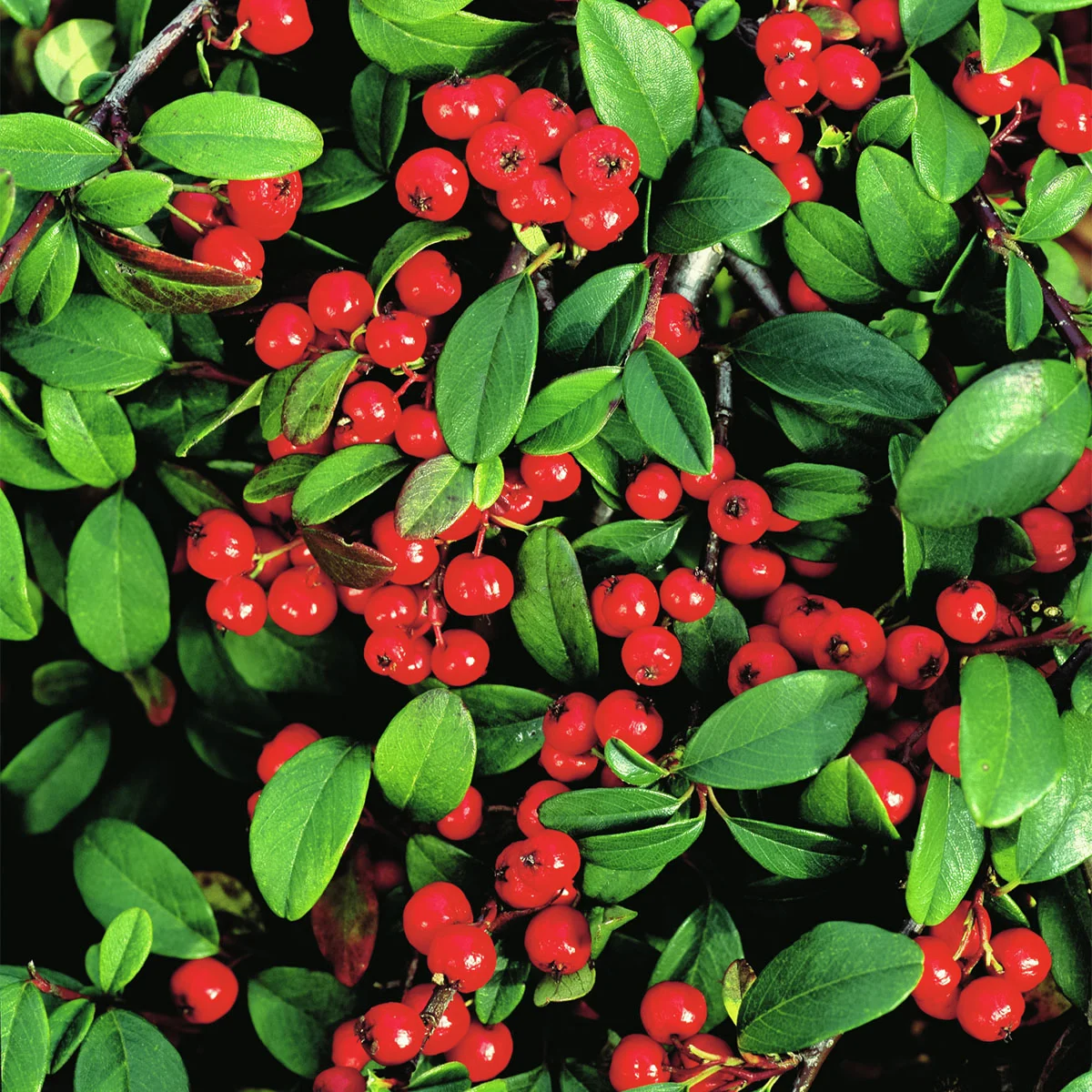 Zwergmispel Radicans