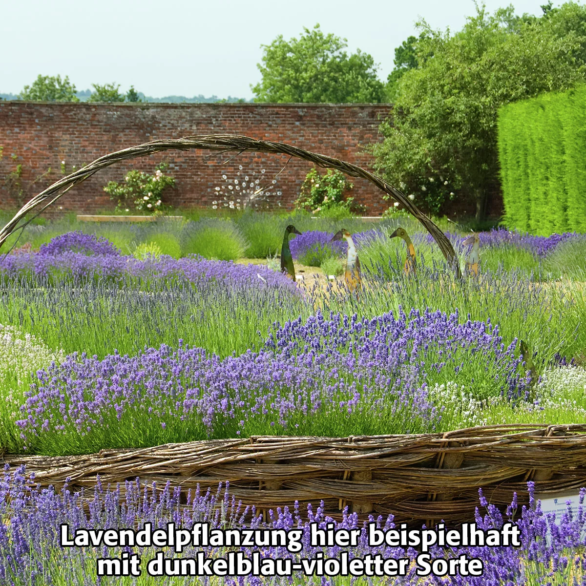 Englischer Lavendel Arctic Snow