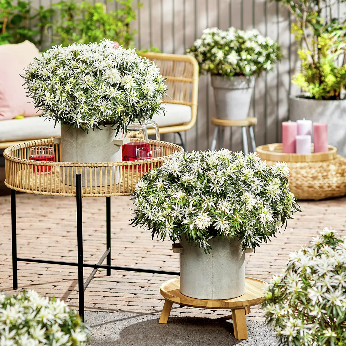 Japanische Azalee Star Style®, weiß