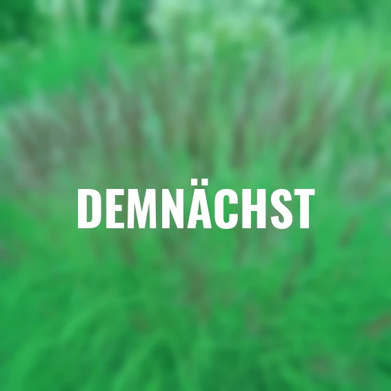 Chinaschilf Red Chief, im ca. 11 cm-Topf