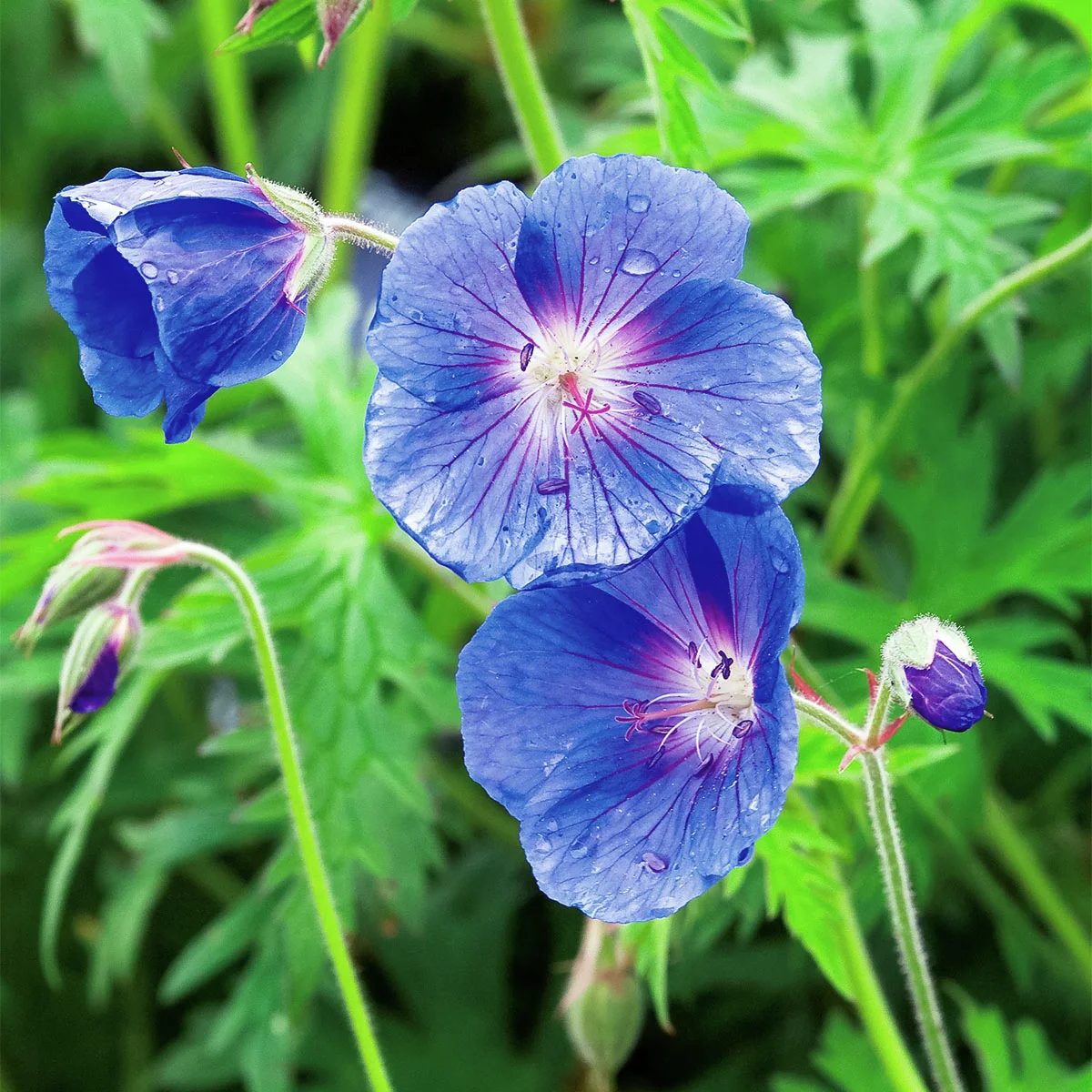 Storchschnabel Rozanne