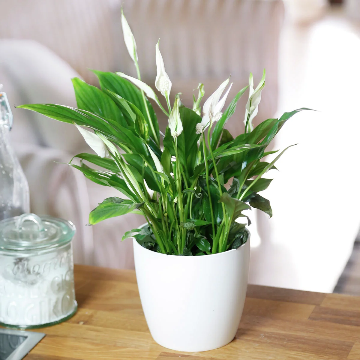 Einblatt, Höhe ca. 30-40 cm