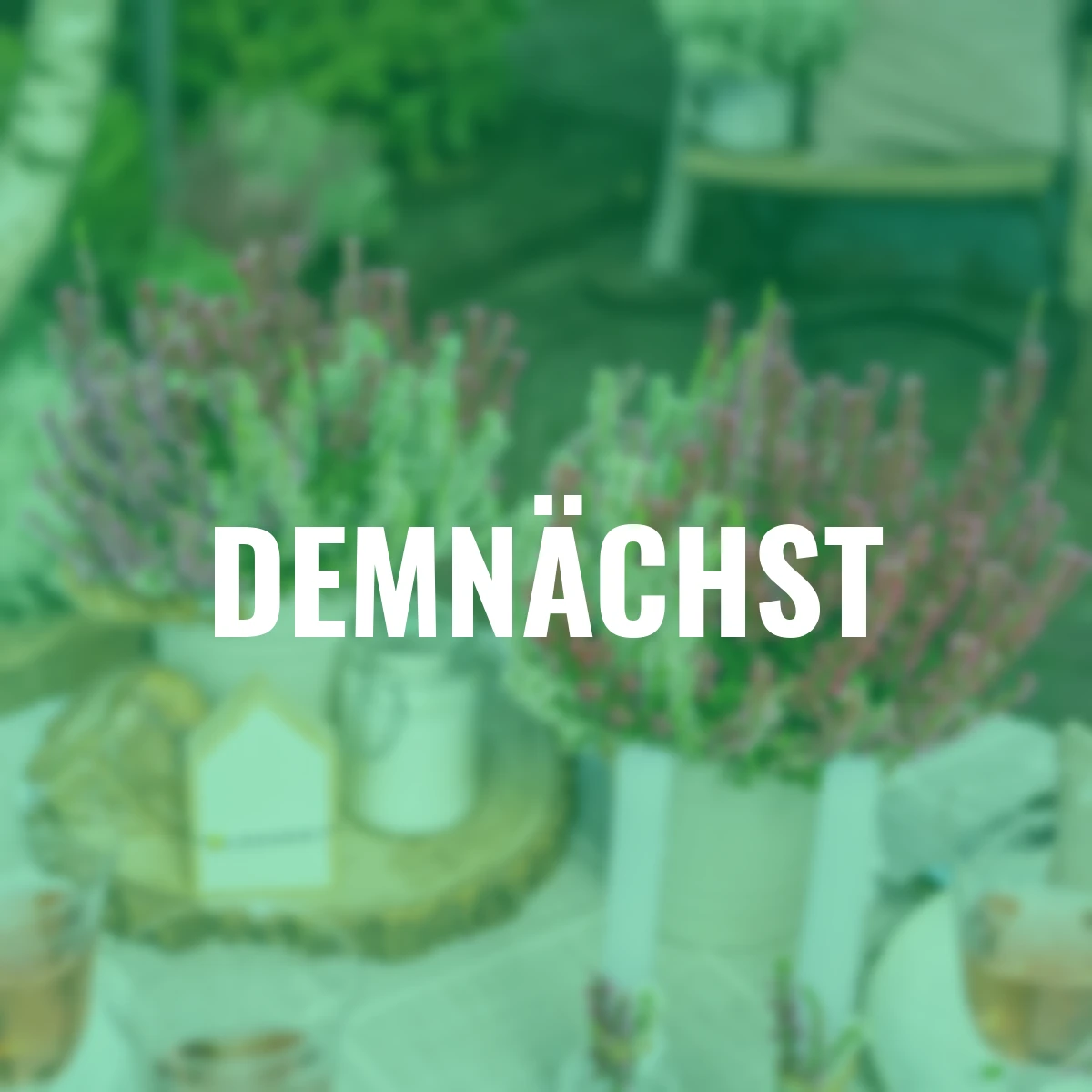 Knospenheide Trio Lönneby