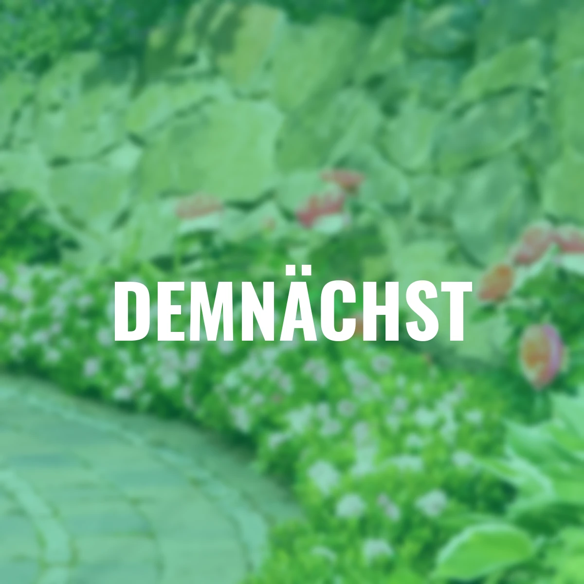 Nugget by Bloombux®, pink