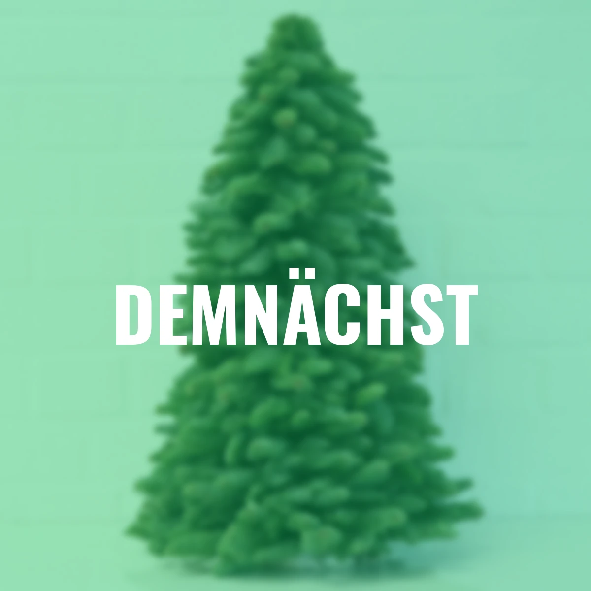 Nobilis-Weihnachtsbäumchen, groß