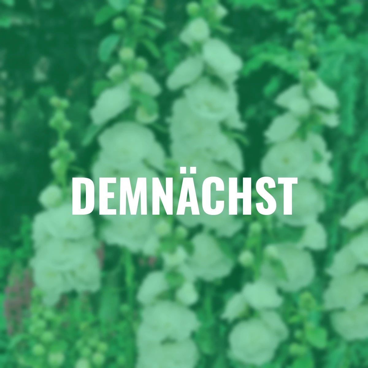 Gefüllte Stockrose, weiß