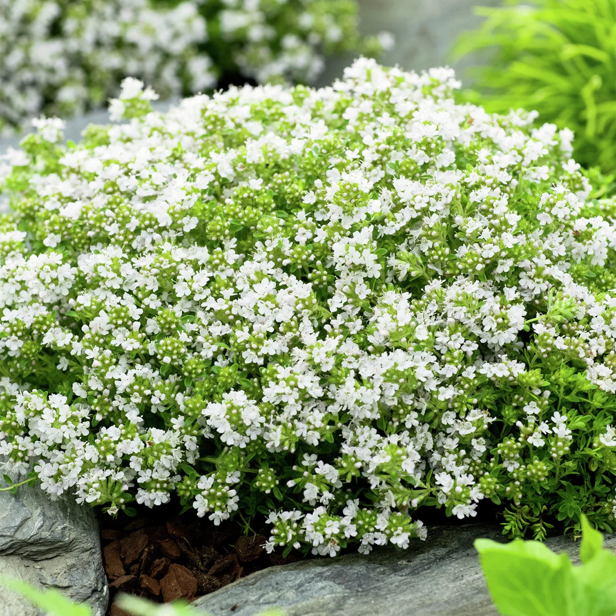 Weißer Polsterthymian, im ca. 9 cm-Topf