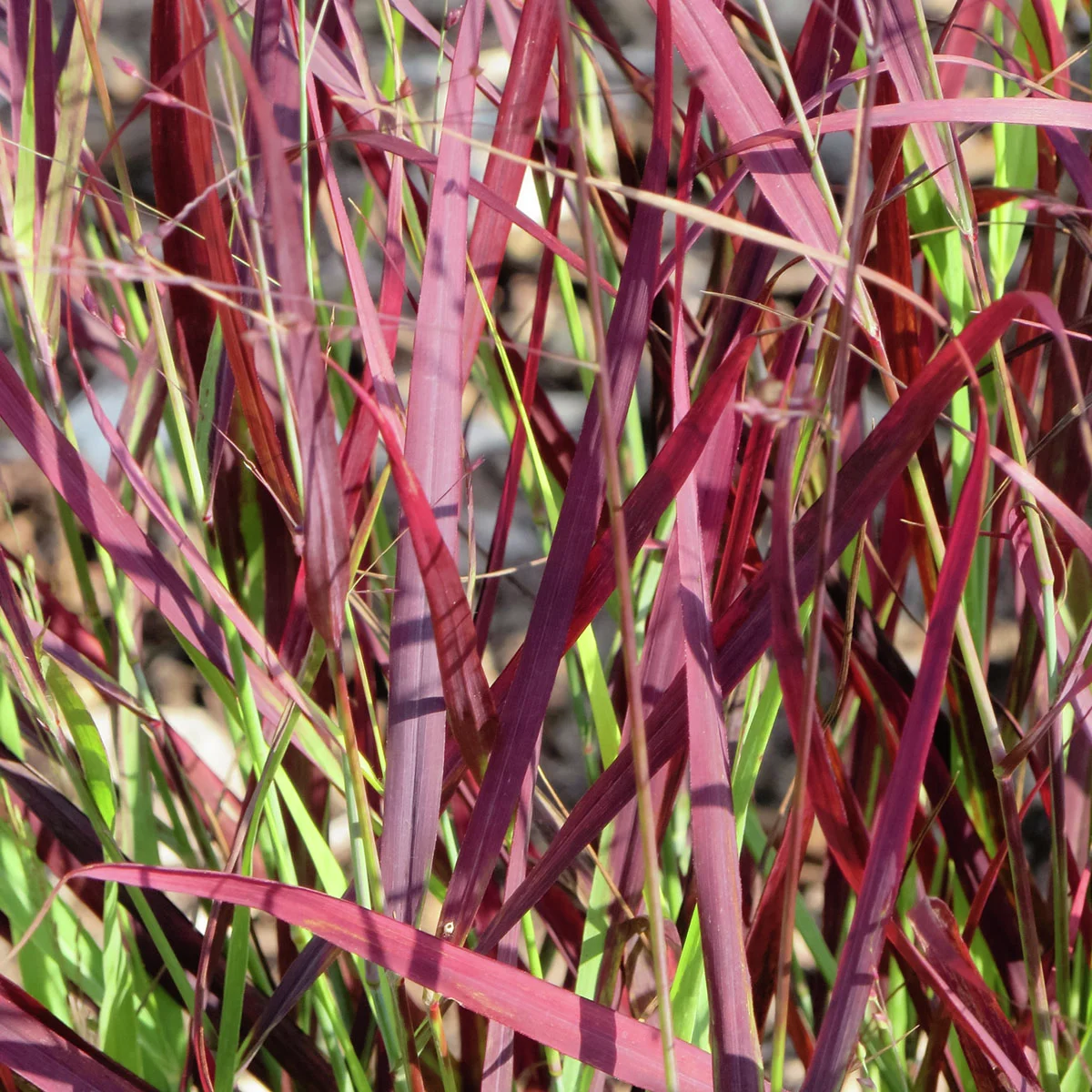 Rutenhirse Sangria, im ca. 14 cm-Topf
