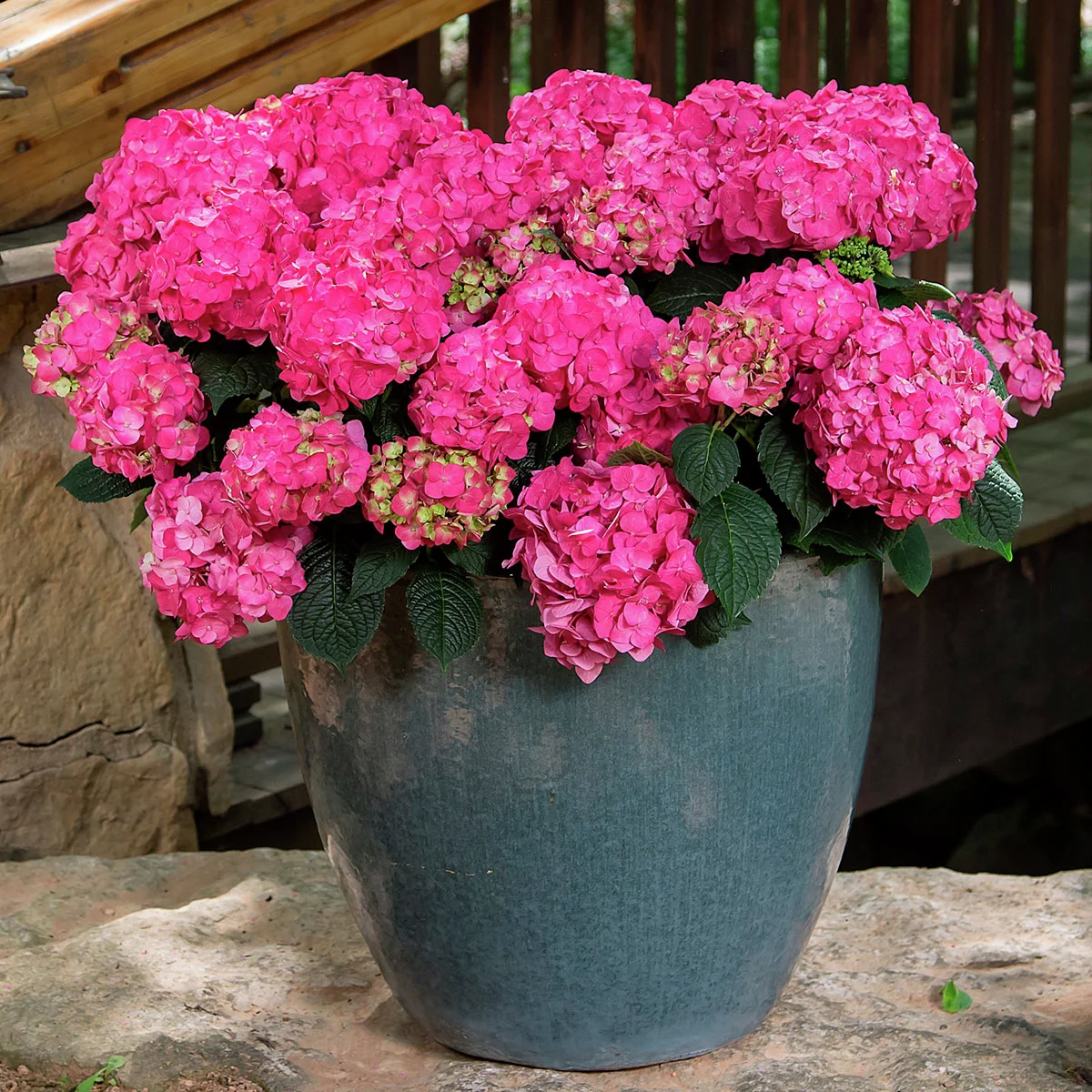 Hortensie Endless Summer® Summer Love®, im ca. 19 cm-Topf