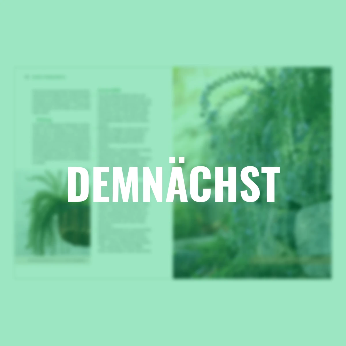 Kräuter richtig anbauen