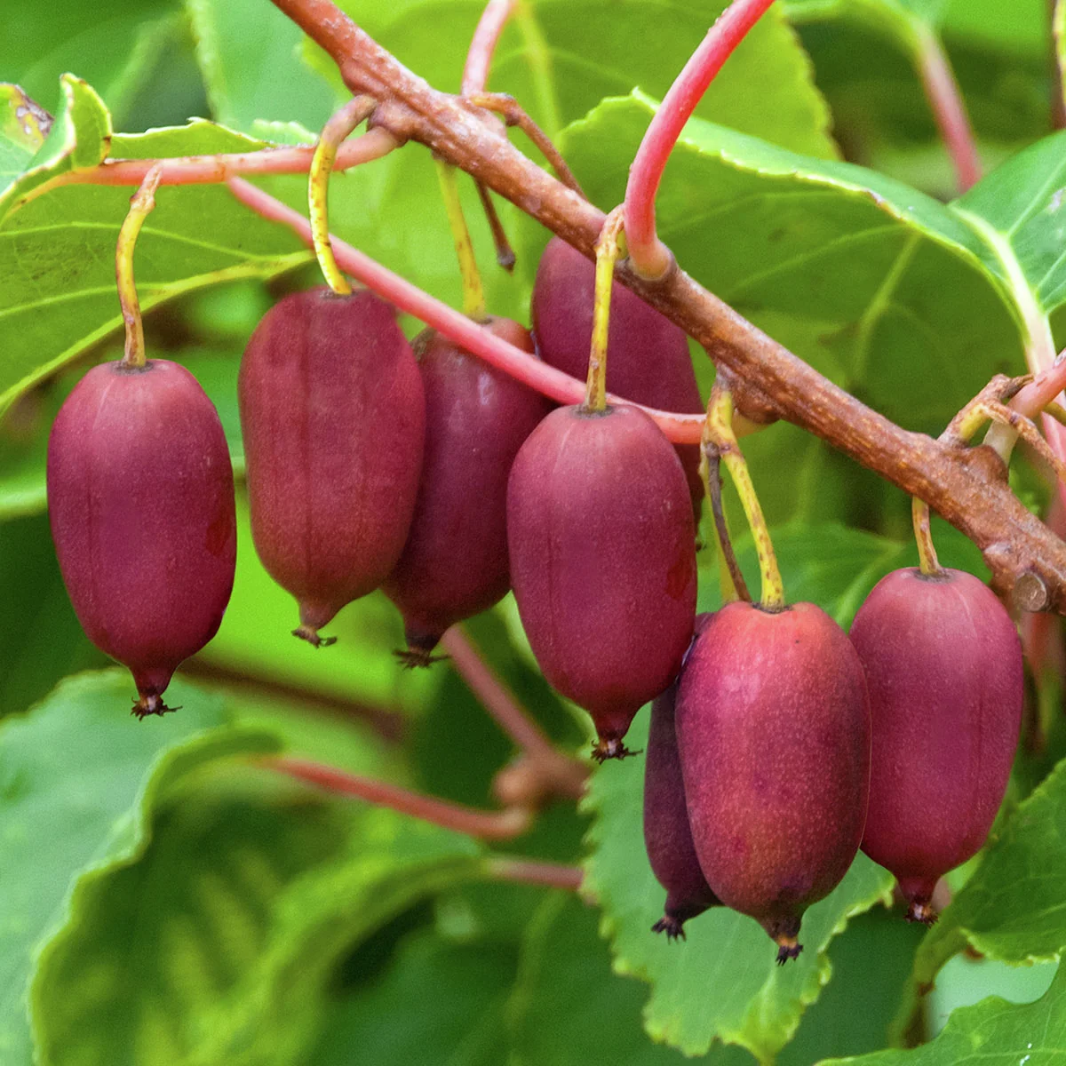 Kiwi Berry(R) Red Jumbo(R)