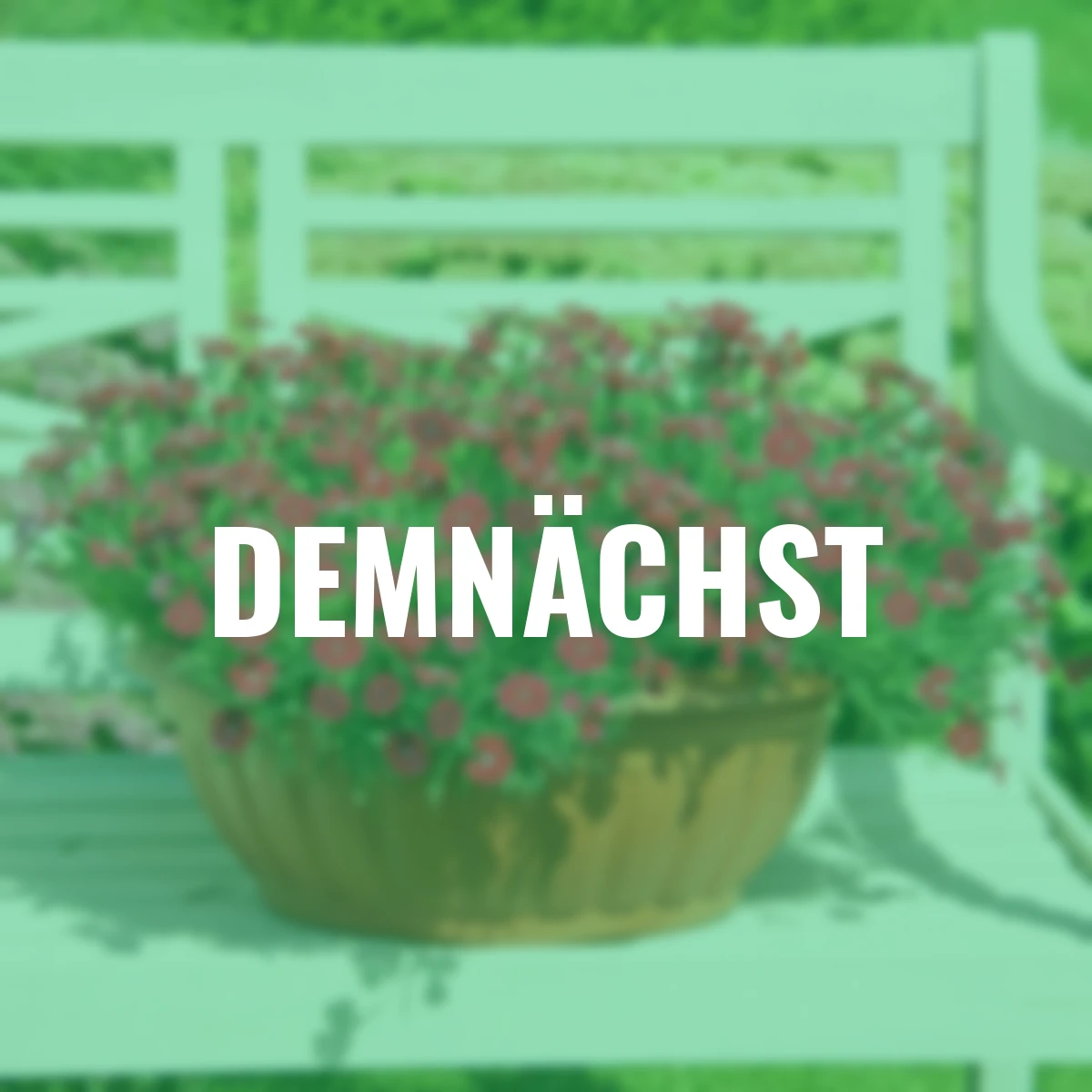 Kissen-Nelke Red Pillow