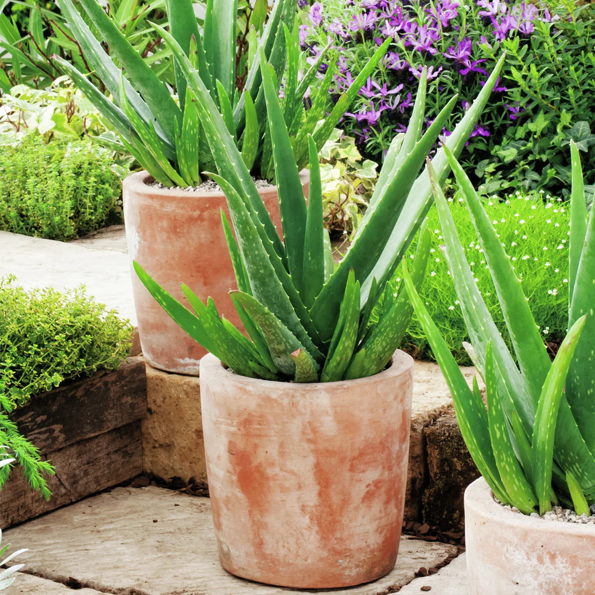 Aloe Vera, Höhe ca. 20-30 cm