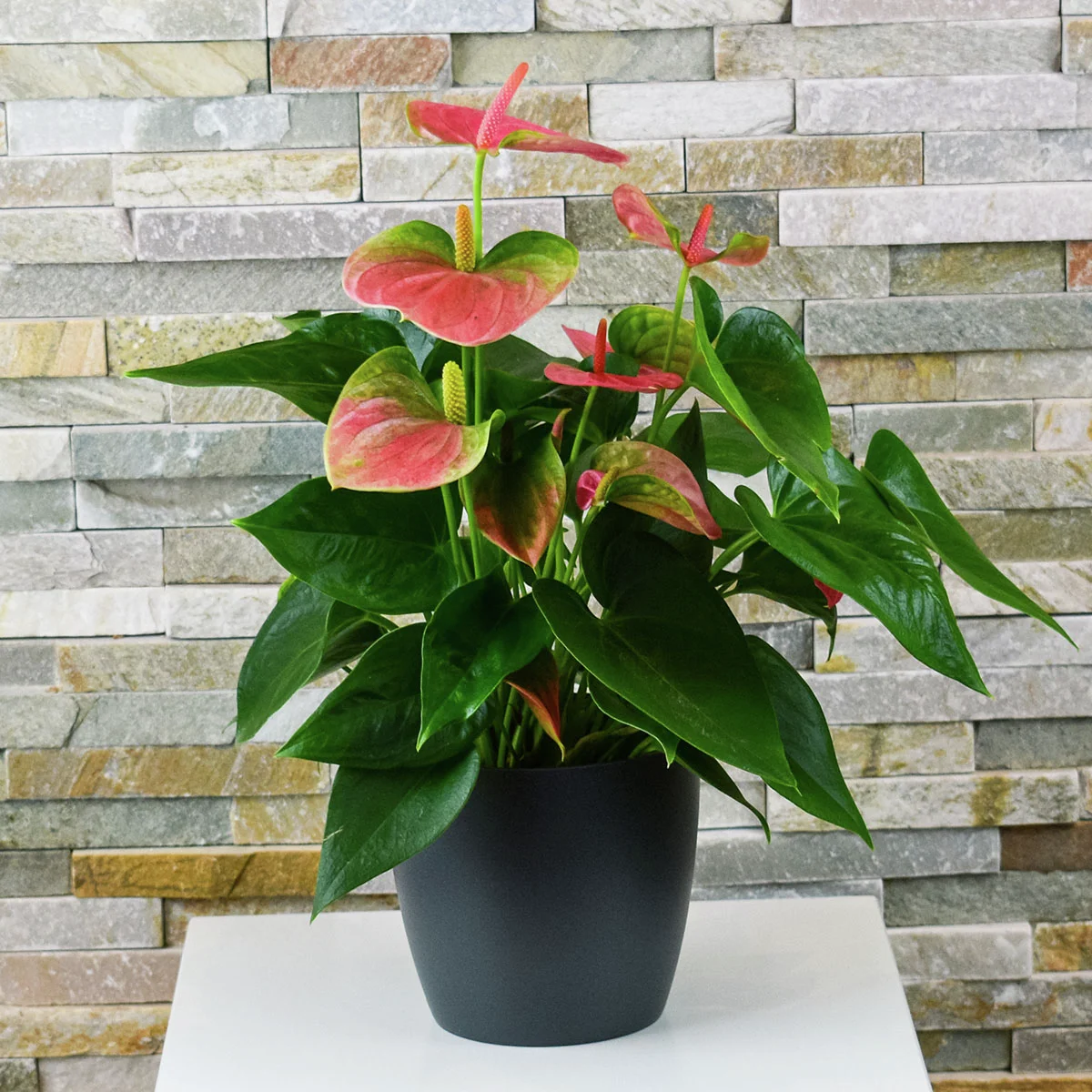 Rosa Flamingoblume, im ca. 10 cm-Topf