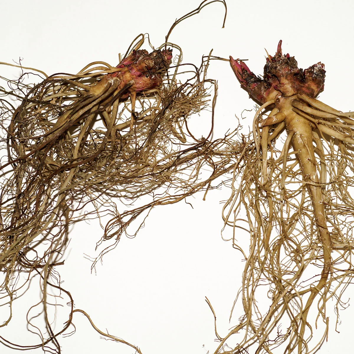 Scheinsonnenhut Sunseekers Salmon