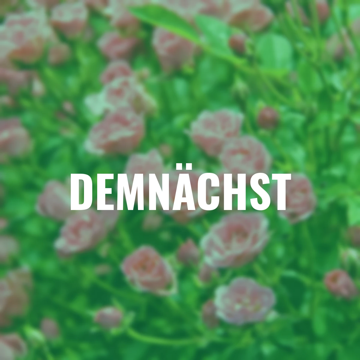 Mini-Rose, Lilly Rose™ WONDER