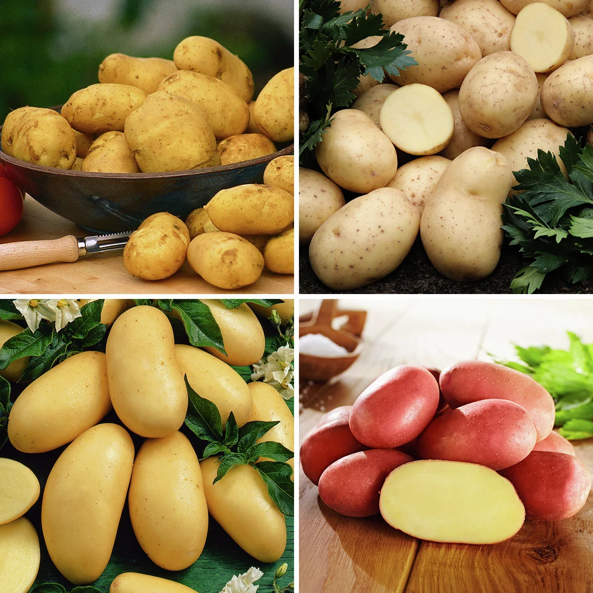 Kartoffel-Quartett Grillkartoffeln, 12 Stück