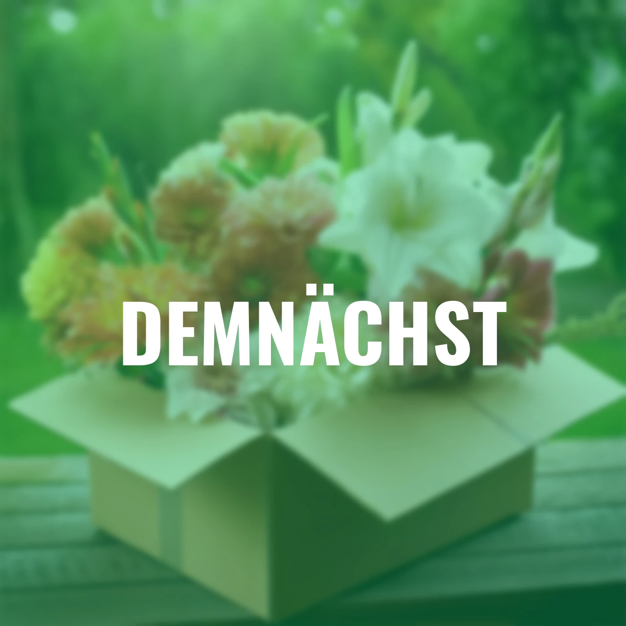 Blumenzwiebel-Überraschungspaket