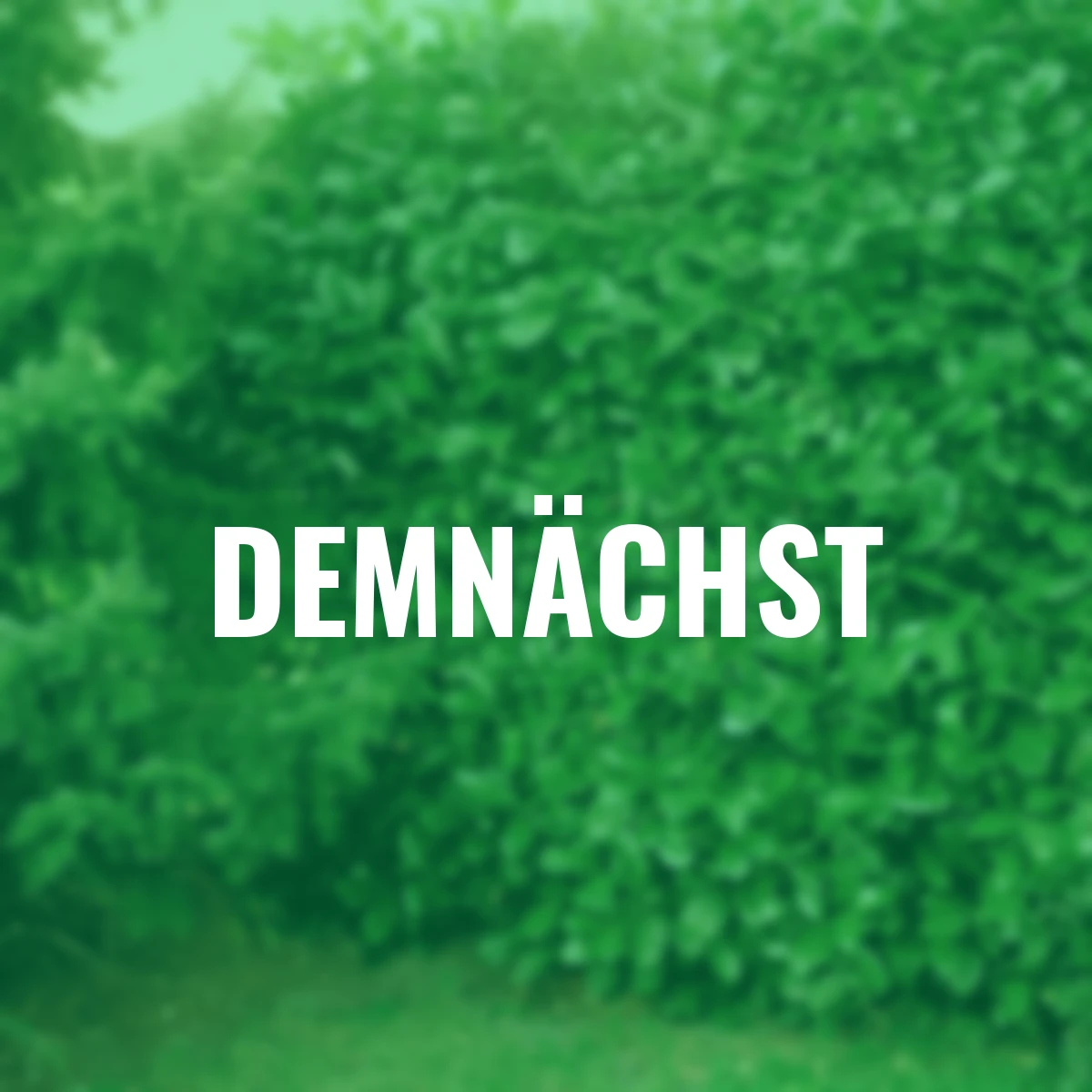 Kirschlorbeer Rotundifolia, im ca. 23 cm-Topf, Höhe ca. 40-60 cm