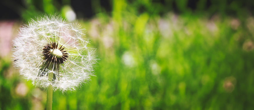 Gärtner bei der Gartenarbeit