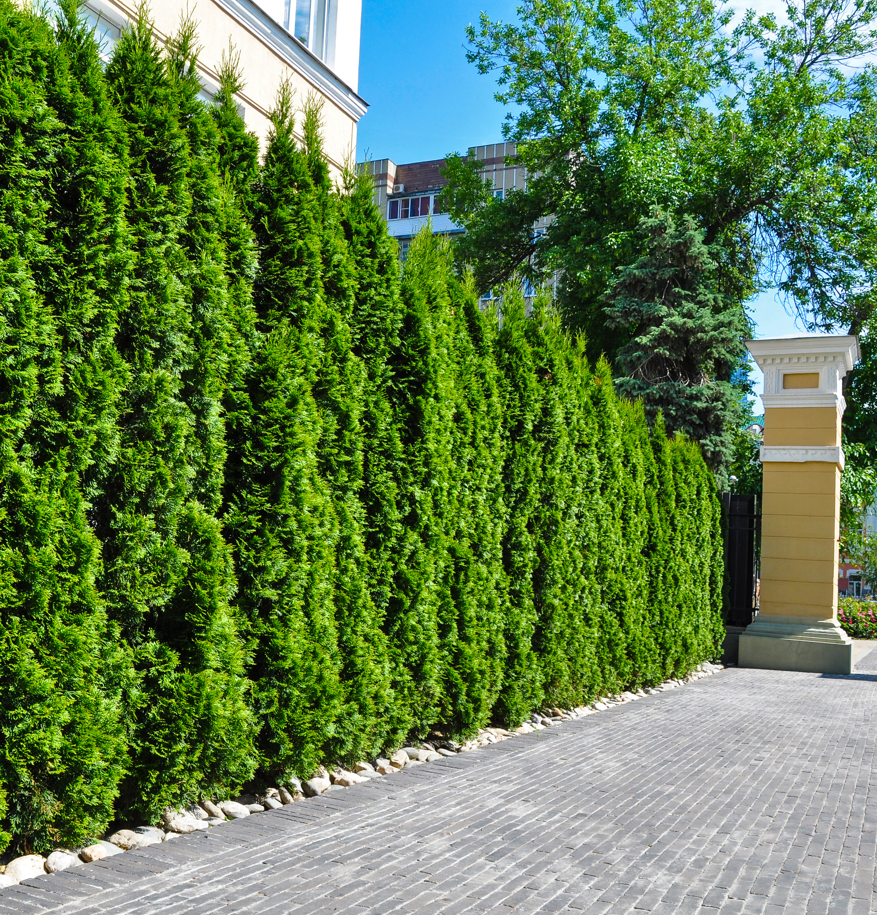 Lebensbaum Smaragd, 60- 80 cm 