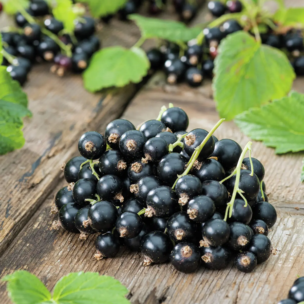 Schwarze Johannisbeere, Busch