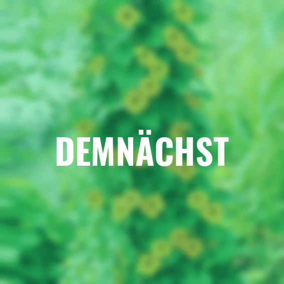 Schwarzäugige Susanne, gelb