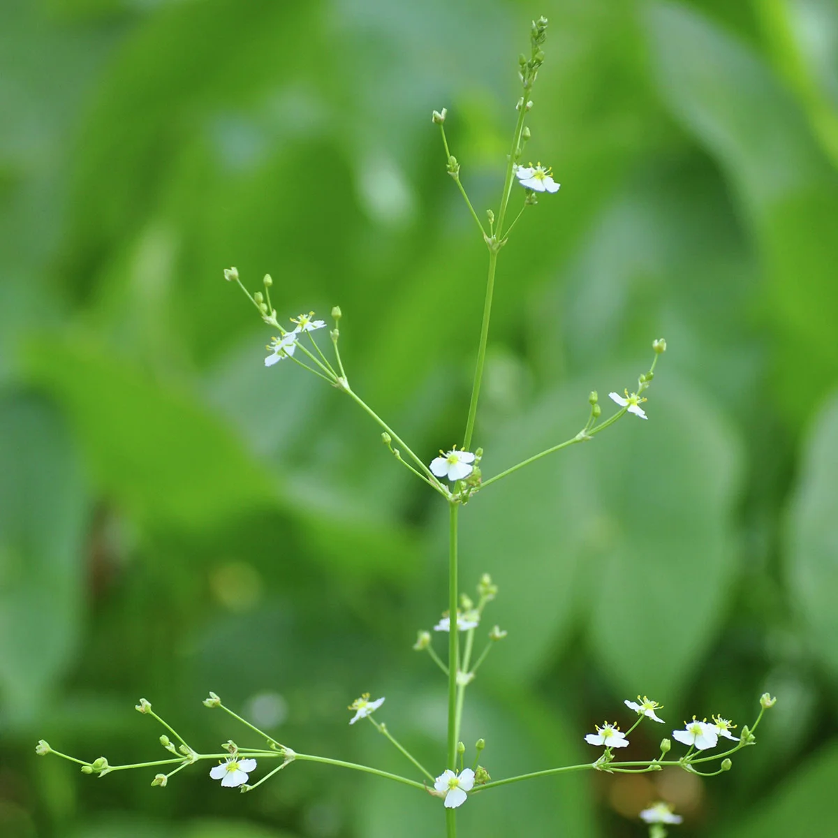Gemeiner Froschlöffel